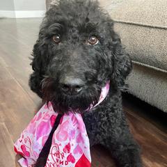 Winter - Labradoodle