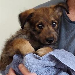 Berger Picard Puppies from Biger Creek