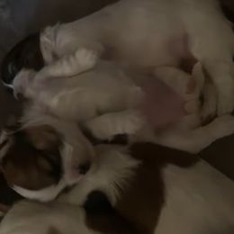 Shih Tzu Puppies from Lovely Shih Tzu's