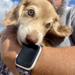 Dachshund Puppies from Island Farms Mimi’s Dachshunds Florida
