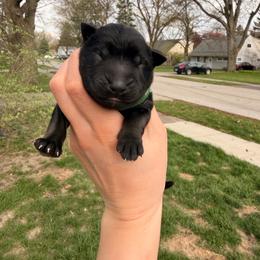 Helleborus - Sable male German Shepherd puppy in Perrysburg, Ohio from Fancy GSDs