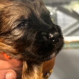 Max - Fawn male Bouvier des Flandres puppy in Scottsdale, Arizona from Desert Diamonds Bouviers