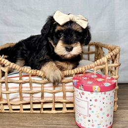 Myers - Salt and pepper female Miniature Schnauzer puppy in Huntington, Utah from Schnauzers on Robinson Lane