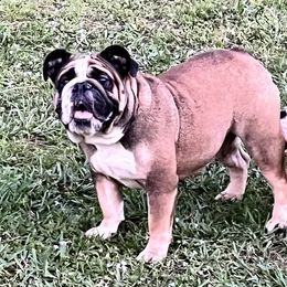 Little Bit - Bulldog