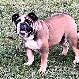 Little Bit - Bulldog