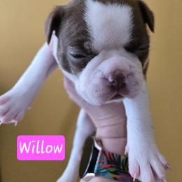 Willow - Red female Boston Terrier puppy in Omaha, Illinois from Puppi Guppies