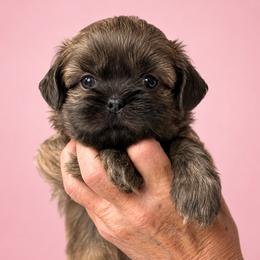 Larkin - Lilac female Shih Tzu puppy in Tallahassee, Florida from Bows and Bow Ties