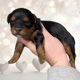 Champagne - Black and tan male Yorkipoo puppy in Coshocton, Ohio from Forever Family Puppies