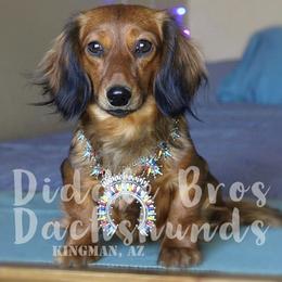 Drama - Dachshund