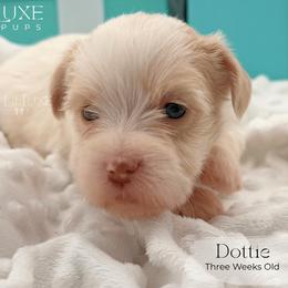 Dottie - Gold and white female Shorkie puppy in Scottsdale, Arizona from Lil Luxe Pups