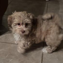 Gold boy - Gold male Havanese puppy in East Lansing, Michigan from VanCort's Happy Havanese
