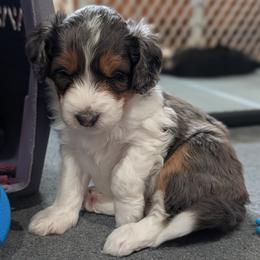 Belle - Blue merle female Aussiedoodle puppy in New Durham, New Hampshire from Ridgeview Aussiedoodles