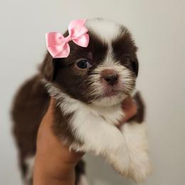NOVA - Liver and white female Shih Tzu puppy in Los Banos And Bay Area, California from Shantii's Shih Tzu's