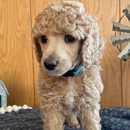 NOAH (NOAM) - Light Blue Boy - Cream male Poodle puppy in Charlo, Montana from Heavenly Hilltop Farm
