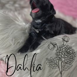 Bernedoodle and Poodle Puppies from Salty Standards