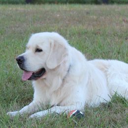 Golden Retrievers from Seven Springs Goldens