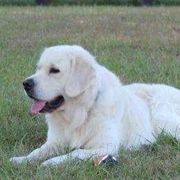 Golden Retrievers from Seven Springs Goldens