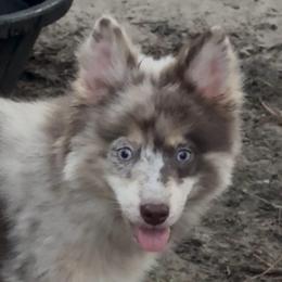 Coco - Merle female Pomsky puppy in Spring Hill, Florida from PDQ Pomskies