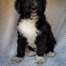 Bandit - Black and white male Bernedoodle puppy in Grant City, Missouri from Timberline Paws