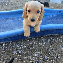 Terence - Red male Dachshund puppy in Fallon, Nevada from TS Dachshunds and Corgis