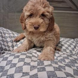 Miles - Apricot male Aussiedoodle puppy in Mena, Arkansas from Ouachita River Cockapoos