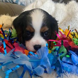 Boy 1 - Tri-color male Cavalier King Charles Spaniel puppy in Mesa, Arizona from Bubble-ishous Cavaliers, Cavapoos and Portadoodles