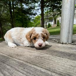 Male-2 - Parti male Poodle puppy in Spring Hill, Tennessee from Duke's Mini & Toy Australian Shepherds & Aussiedoodles