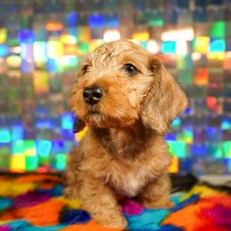 American Corgi, Dachshund, and Pembroke Welsh Corgi Puppies from Shining A Lowriders & Co.