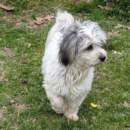 Mamma - Coton de Tulear