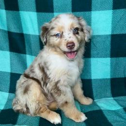 Boy 1 - Red merle male Miniature Australian Shepherd puppy in Hokes Bluff, Alabama from Alegria Toy Aussies