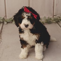 Bernedoodle Puppies from Country Creek Doodles