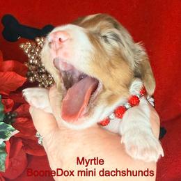 Myrtle - Dapple female Dachshund puppy in Lexington, Oklahoma from Terry's Dachshunds (BooneDox Mini Dachshunds)