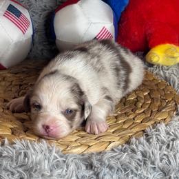 Caspian - Red merle male Miniature Australian Shepherd puppy in California from Eagle River Aussies
