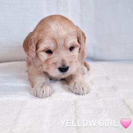 Yellow Girl - Cream female Goldendoodle puppy in Rochester, New York from Sandy Creek Doodles