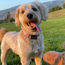 Goldendoodles from Timothy Way Doodles