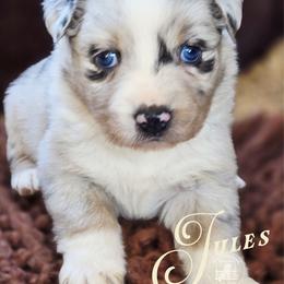 Jules - Blue merle female Australian Shepherd puppy in Ennis, Texas from God’s Little Aussies