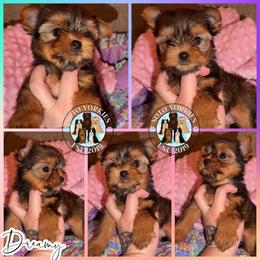 Dreamy - Black and gold female Yorkshire Terrier puppy in London, Kentucky from Soto Yorkies