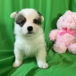 22 Pink Collar - White and black female Pembroke Welsh Corgi puppy in Port Republic, Maryland from Bestfurends