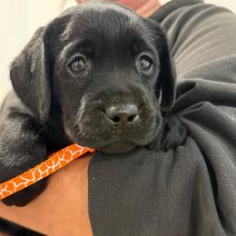 Girl 6 orange - Black female Labrador Retriever puppy in Ledyard, Connecticut from Outback Stables