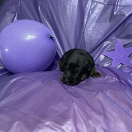 German Shepherd Puppies from Palmetto German Shepherds