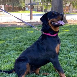 Kyra - Rottweiler