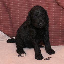 Poodle Puppies from RK'S Pets