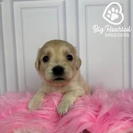 Sarah - Cream female Goldendoodle puppy in Utah County, Utah from Big Hearted Breeders