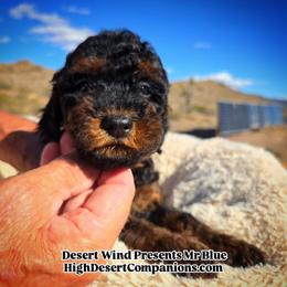 Mr. Blue - Black phantom male Aussiedoodle puppy in Dolan Springs, Arizona from High Desert Companions