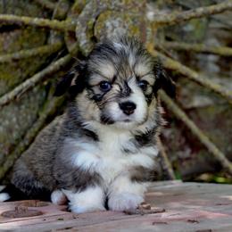 Lady Tremaine - Sable female Pembroke Welsh Corgi puppy in Valley, Washington from Corgis of the Mountain Valley