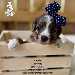 Cookie - Merle female Bernedoodle puppy in Orange, Texas from Walk with Me Doodles