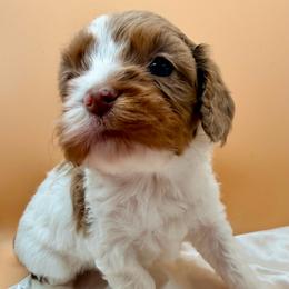 Hallie - Merle female Cavapoo puppy in Cameron, South Carolina from Sassy Sailor & Company