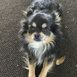 Manny - Chihuahua