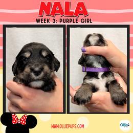 Nala (Purple) - female Golden Mountain Doodle puppy in Boiling Springs, South Carolina from OlliePups, LLC