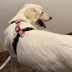 Girl 3 - female Maremma Sheepdog puppy in Kings County, California from Prancing Pony Farm Maremma Sheepdogs